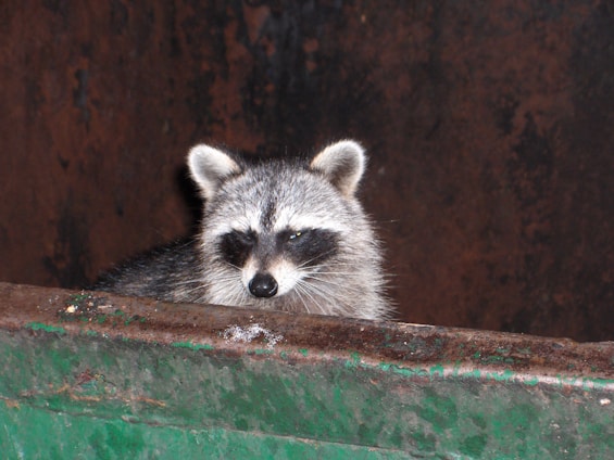 Technician in uniform carefully removing a raccoon from a residential attic in Toronto.
