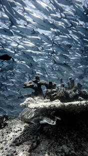 blue and white fish in water