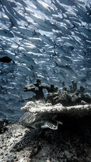 blue and white fish in water