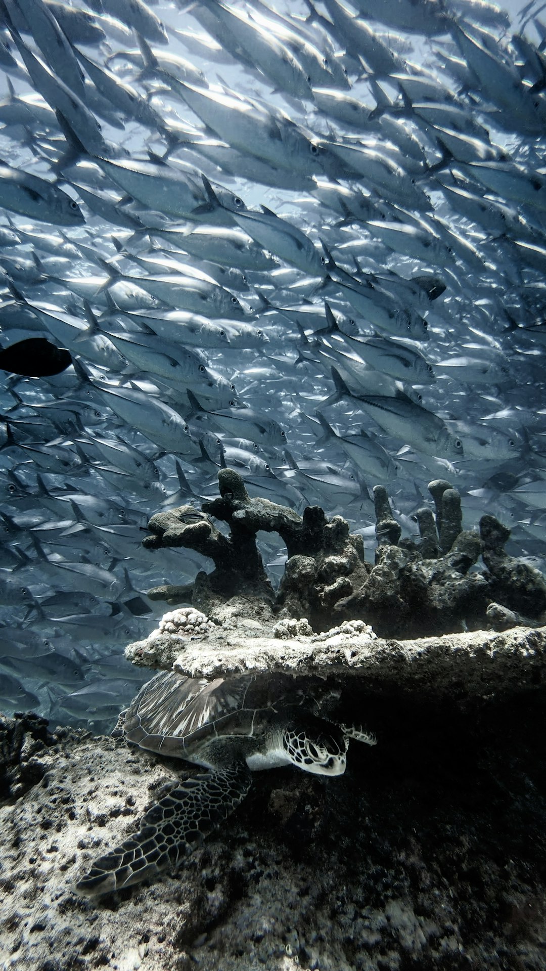 travelers stories about Underwater in Sipadan, Malaysia