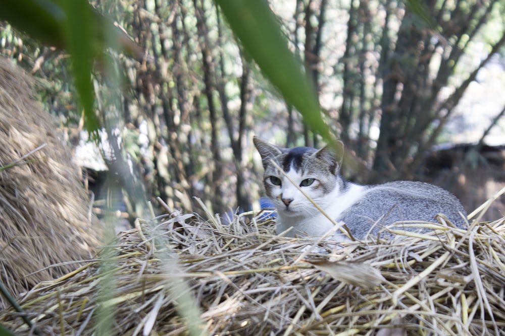 white and grey cat on brown grass