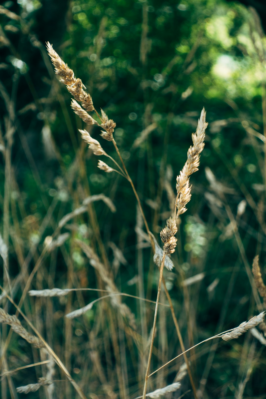 brown wheat in close up photography