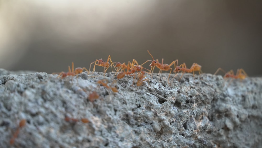 hormiga marrón sobre hormigón gris