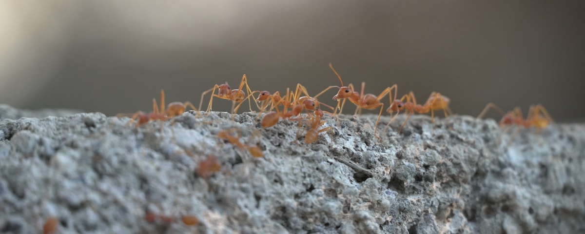 brown ant on gray concrete