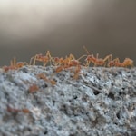 brown ant on gray concrete