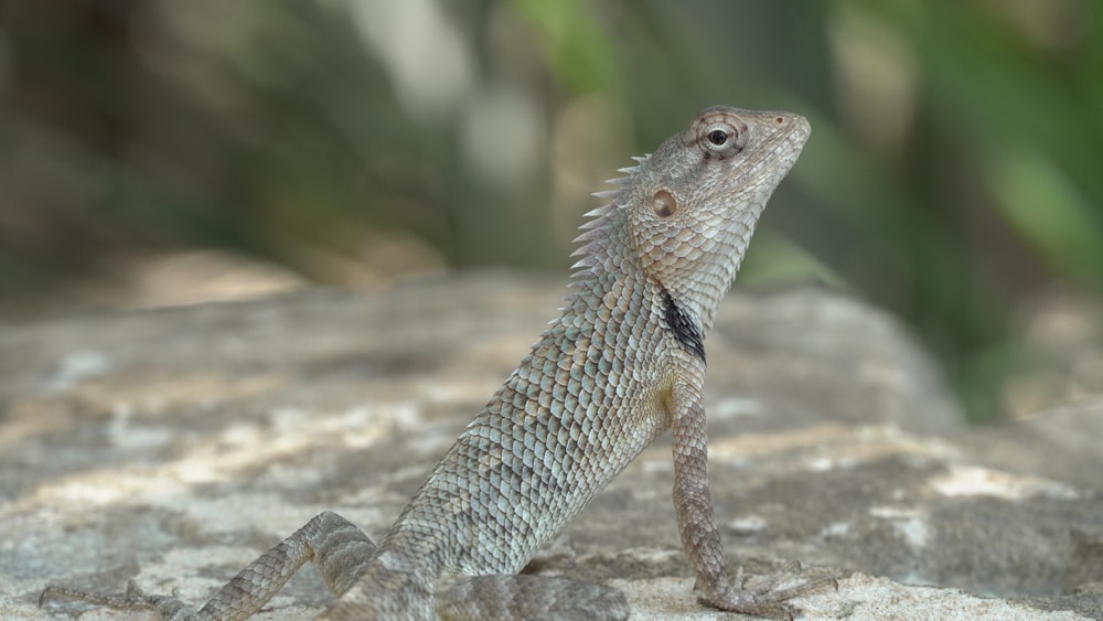 brown and white lizard on brown wood