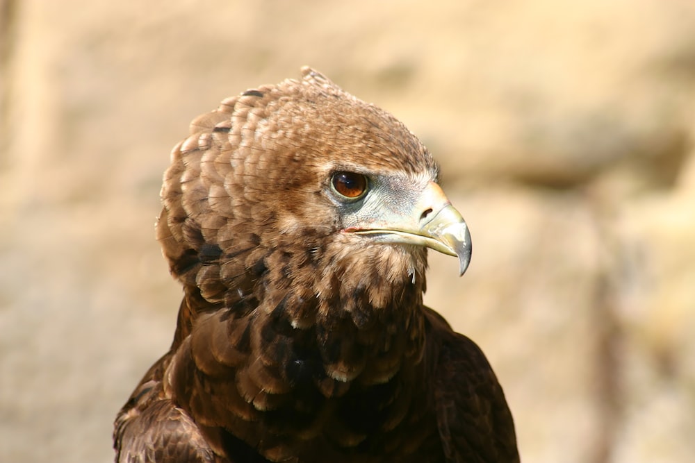 brown and white eagle in close up photography during daytime
