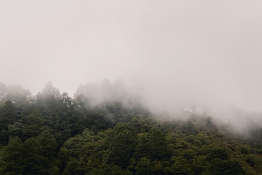 green trees covered with fog in Tegucigalpa Honduras