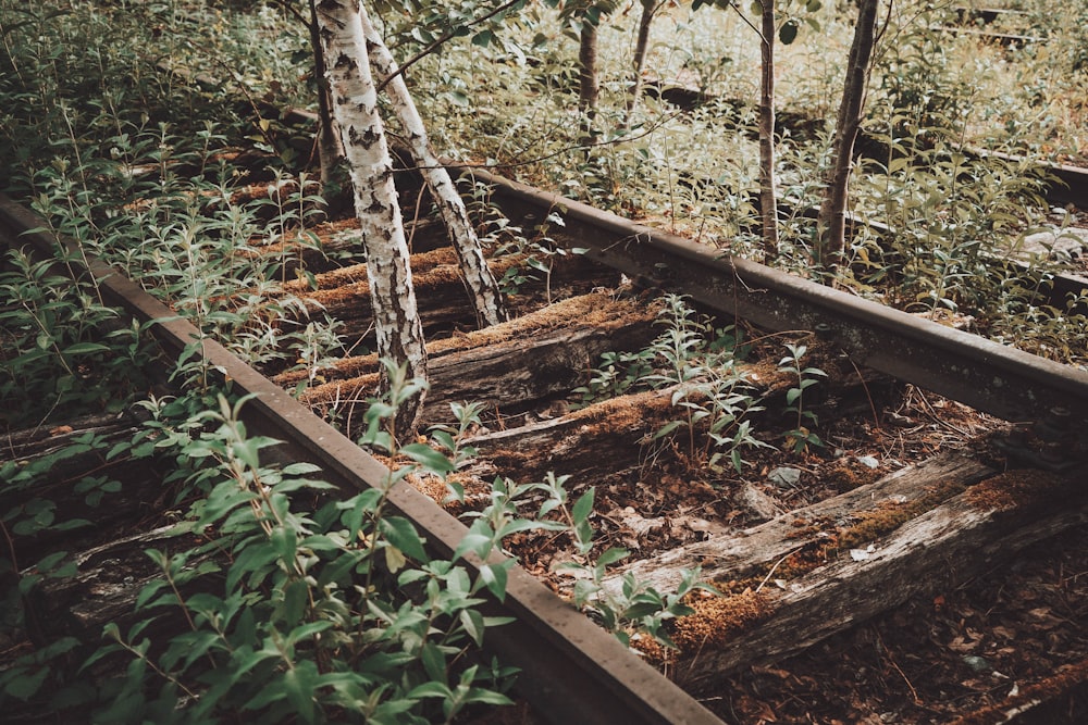 Braune Holzbrücke umgeben von Bäumen