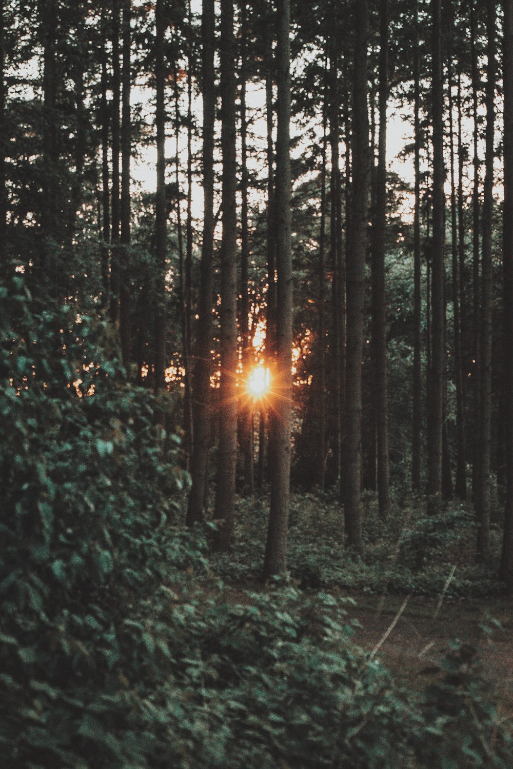 sun rays coming through trees