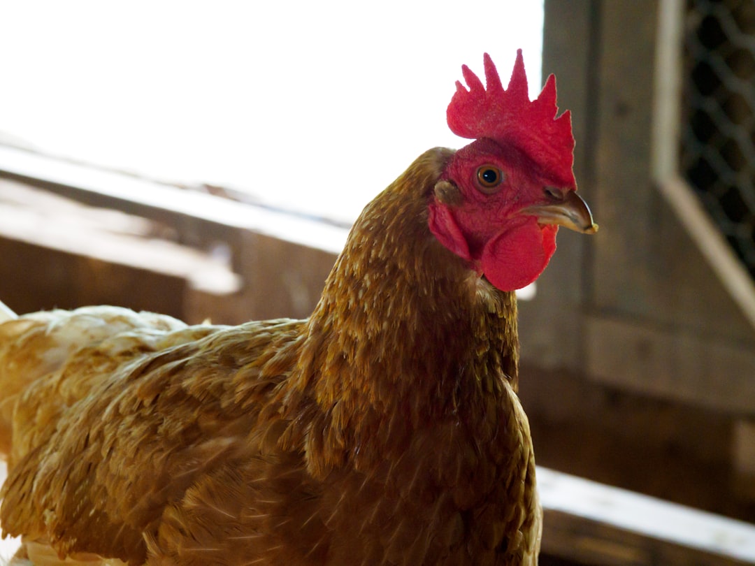 brown and red rooster standing on brown wooden fence during daytime