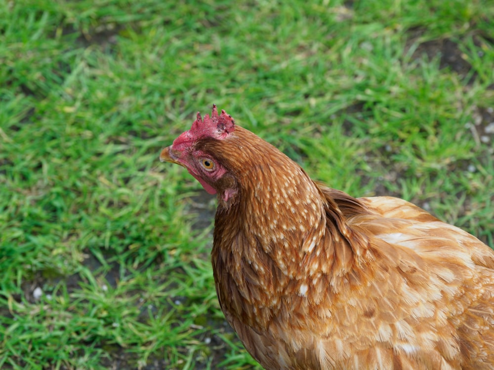 brown hen on green grass during daytime