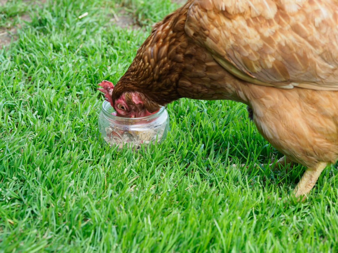 brown hen on green grass field during daytime