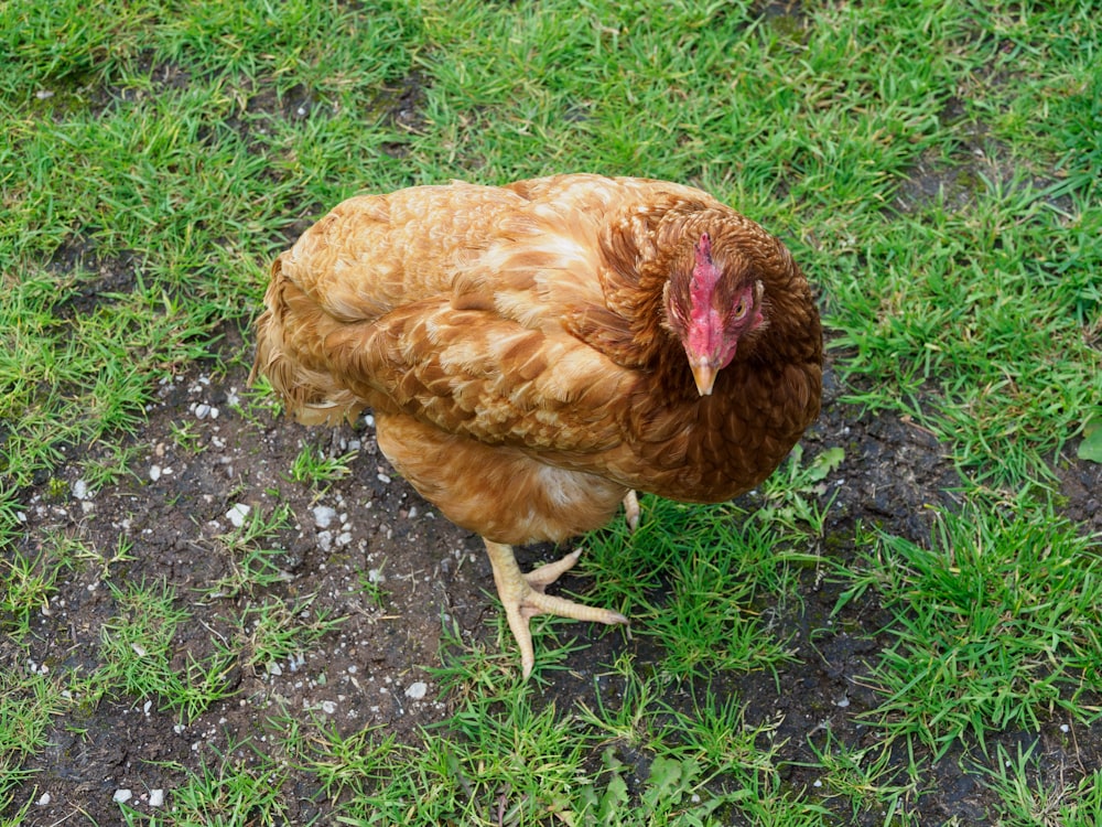 brown hen on green grass