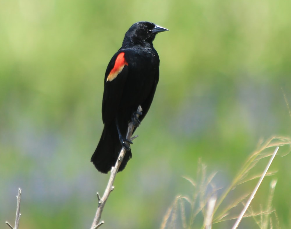 black and orange bird on tree branch during daytime