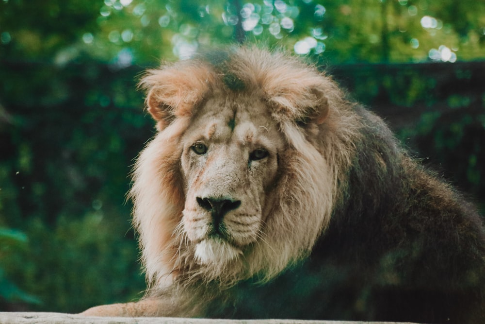 lion lying on brown wooden surface during daytime