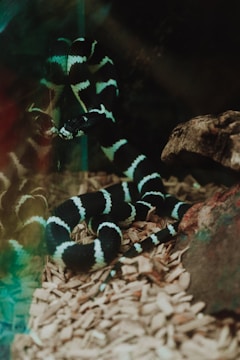 A black and white banded snake is coiled on a bed of wood chips inside an enclosure. The snake has a sleek appearance with its bands creating a striking pattern against the earthy background. A piece of rock and some vegetation can also be seen in its habitat.