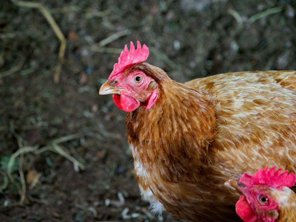 brown hen on brown soil