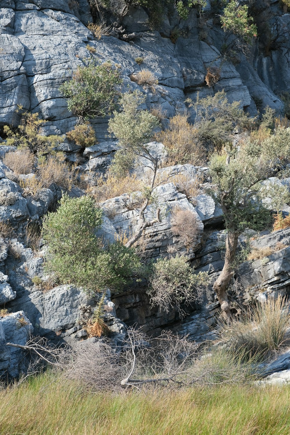 árvores verdes e marrons perto da montanha rochosa durante o dia