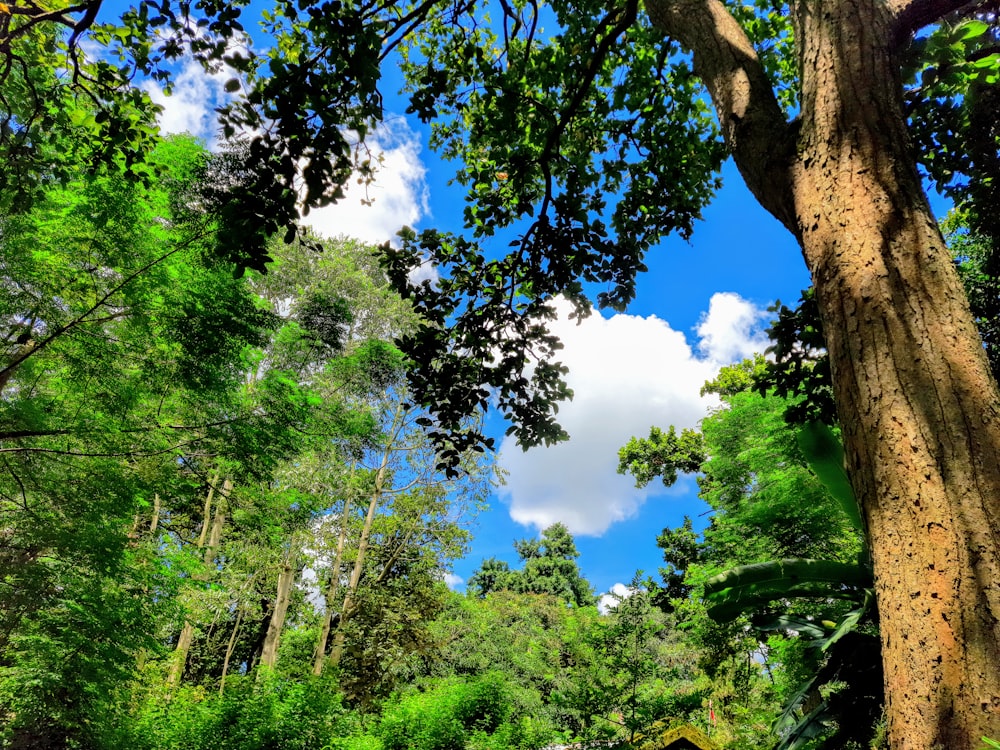 green trees under blue sky during daytime