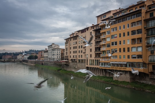 brown and white concrete buildings beside river under white clouds during daytime in Ponte alle Grazie Italy