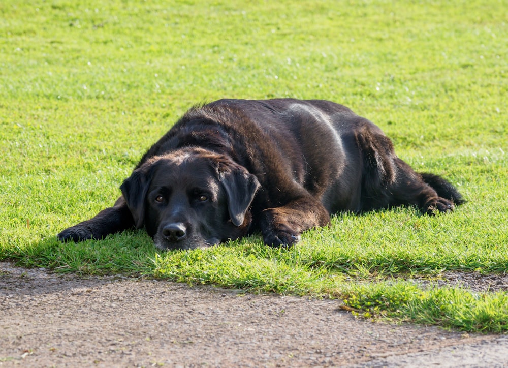 Labrador Retriever negro acostado en un campo de hierba verde durante el día