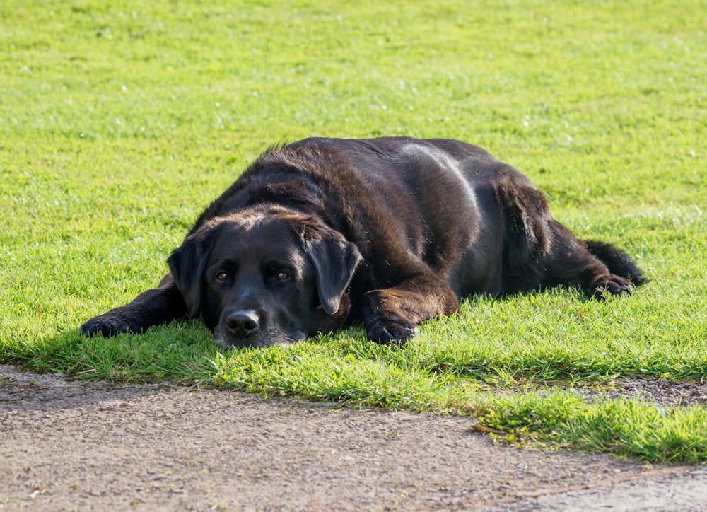 black labrador retriever lying on green grass field during daytime