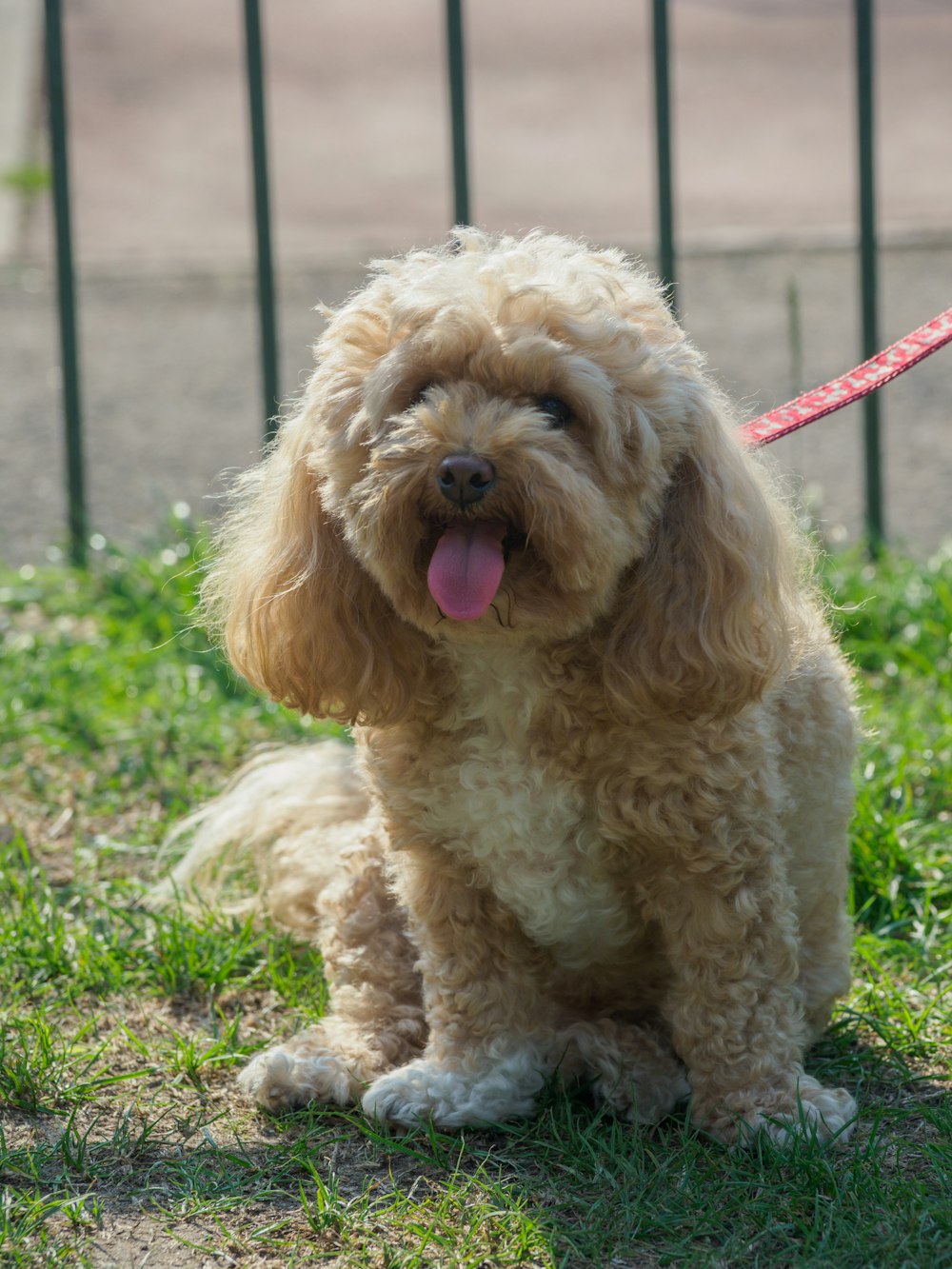 brown long coated small dog with pink leash