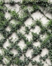 green leaves on brown wooden frame