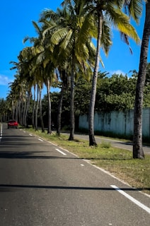 red car on road between palm trees