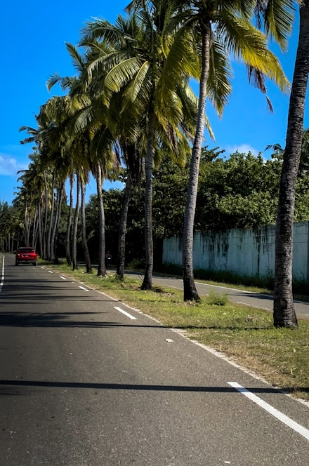red car on road between palm trees