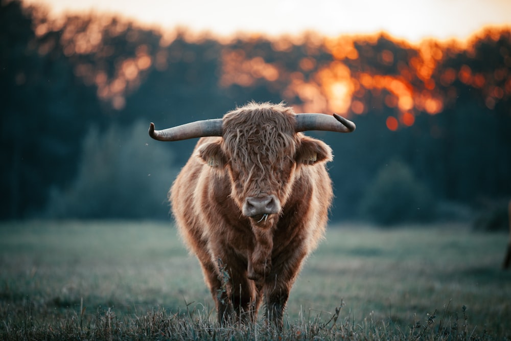 Yak brun sur le champ d’herbe verte pendant la journée