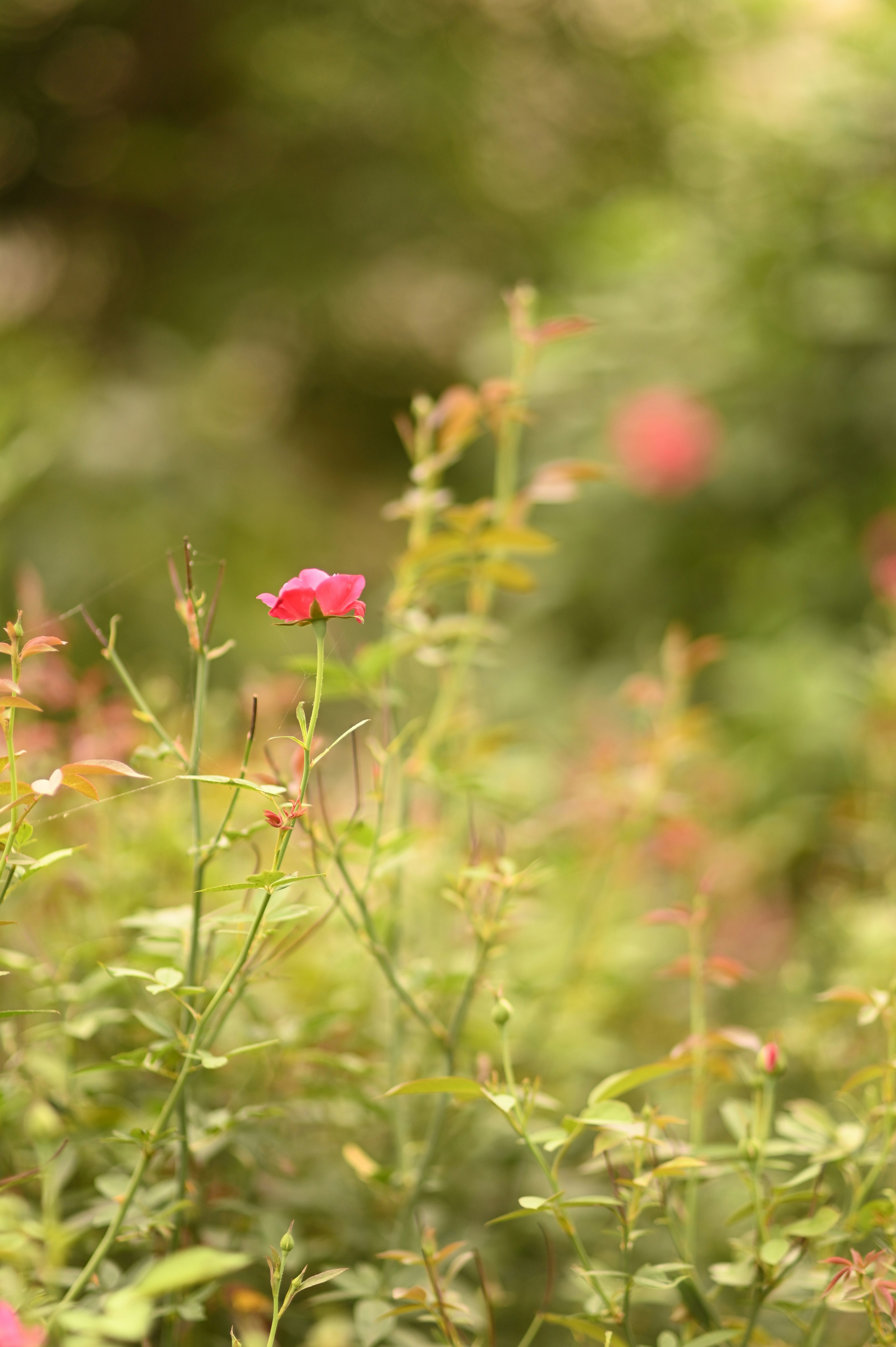 Photo by rrajputphotography