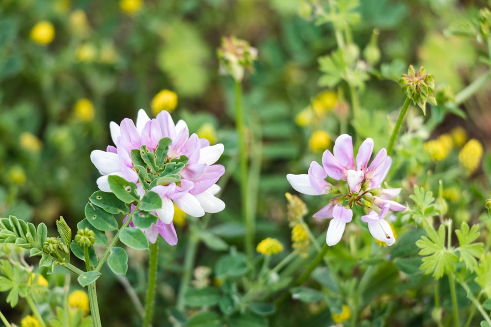 purple flower in tilt shift lens