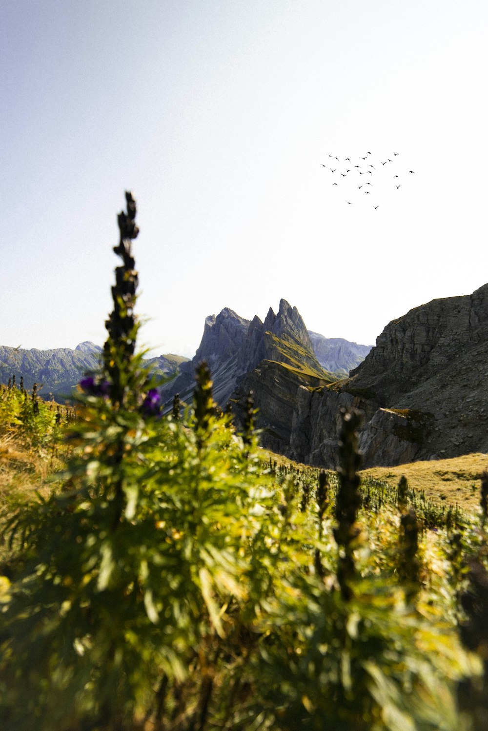 green grass field near mountain during daytime