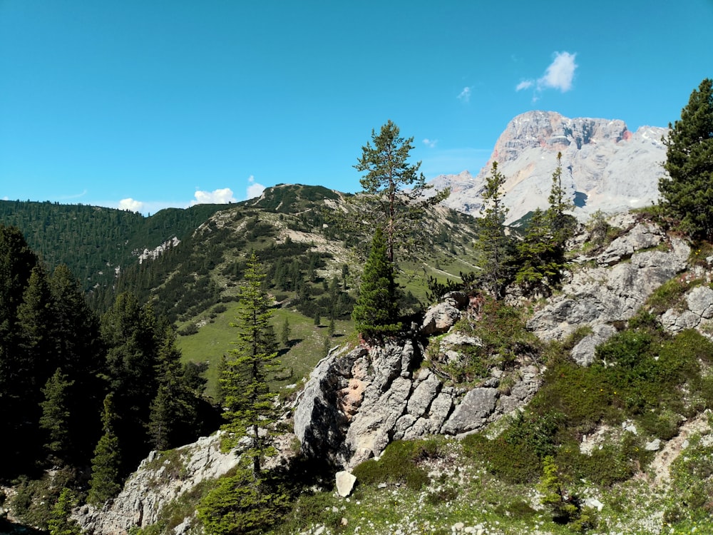 green trees on rocky mountain under blue sky during daytime