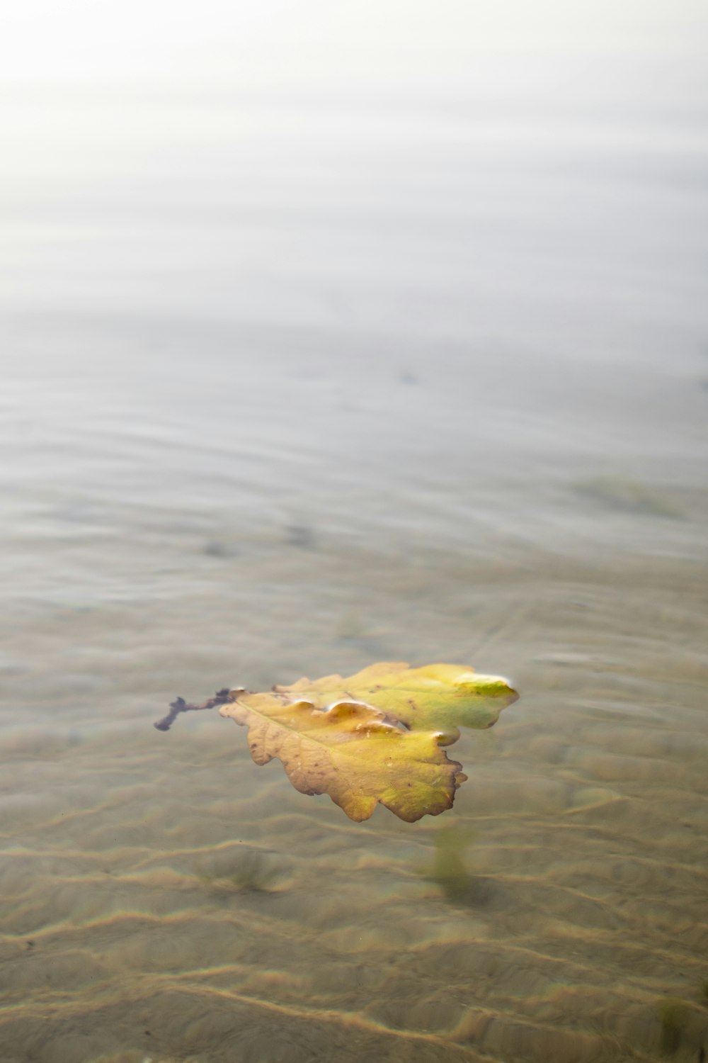 foglia d'acero gialla sull'acqua