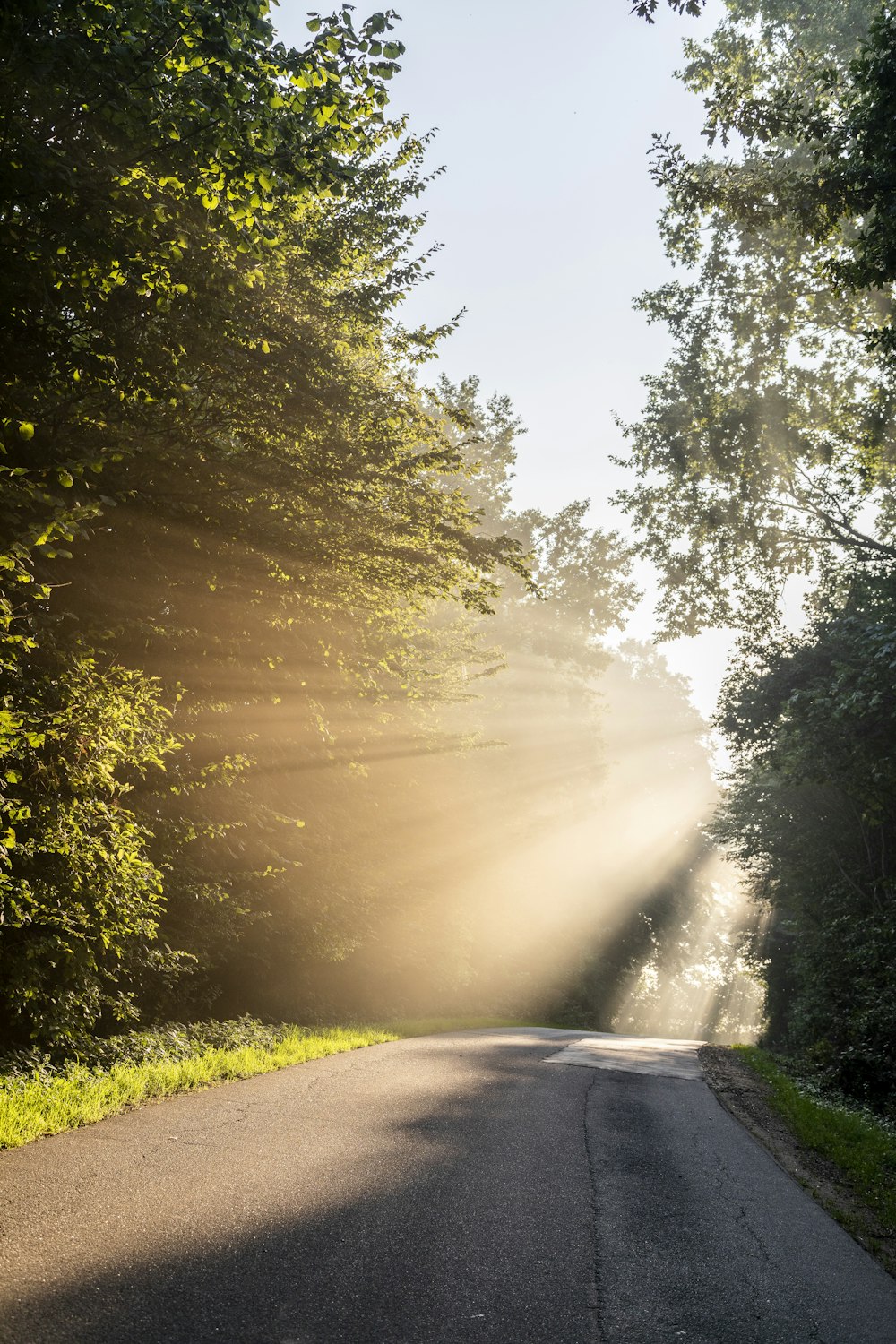 Route goudronnée grise entre l’herbe verte et les arbres pendant la journée