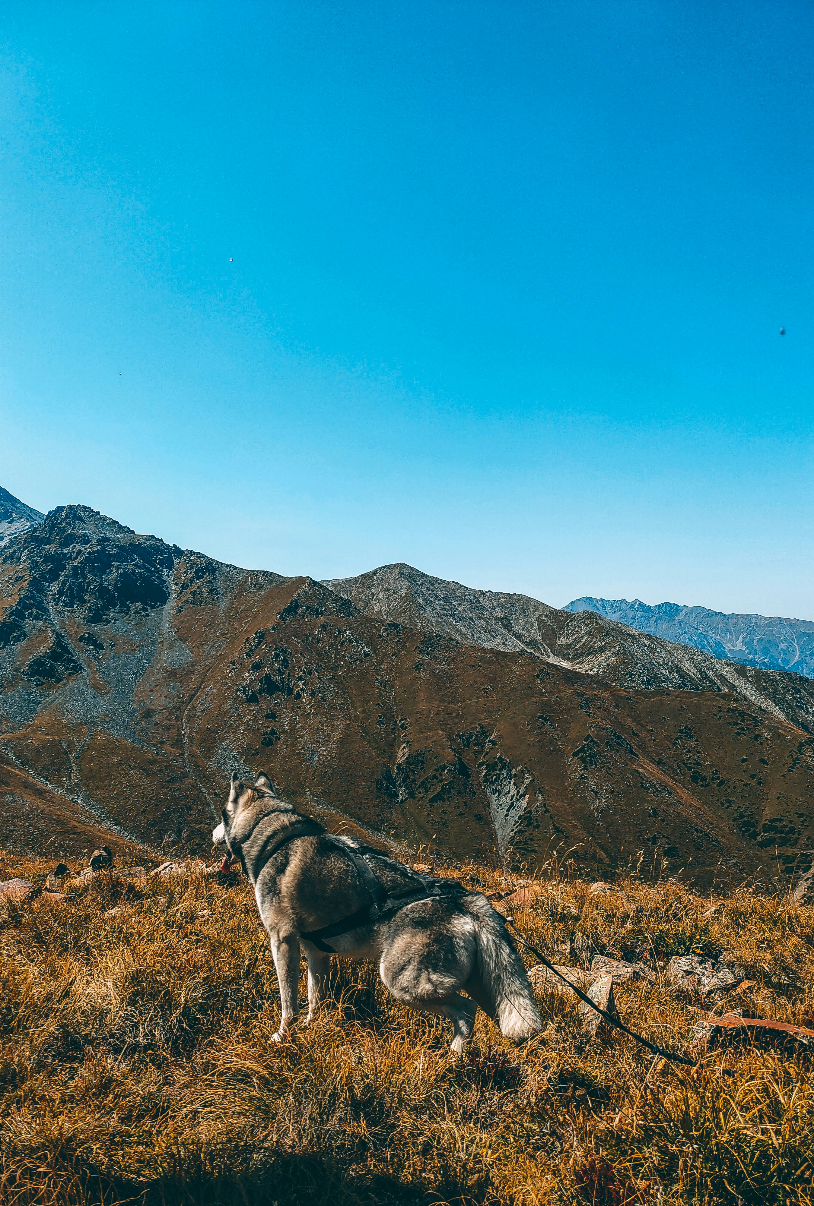 Photo by akmaralhood