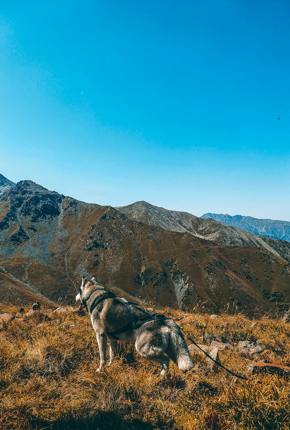 white and black siberian husky on green grass field near brown mountain under blue sky during