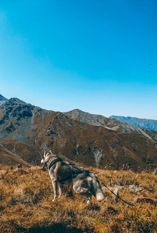 white and black siberian husky on green grass field near brown mountain under blue sky during in Almaty Region Kazakhstan