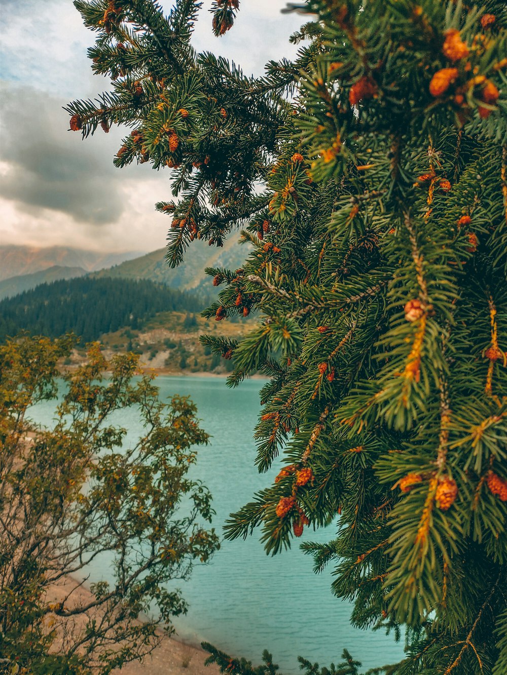 green pine tree near lake under cloudy sky during daytime