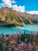 purple flowers near body of water and mountain during daytime