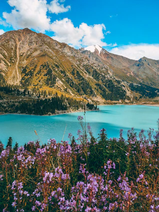 purple flowers near body of water and mountain during daytime Kazakhstan