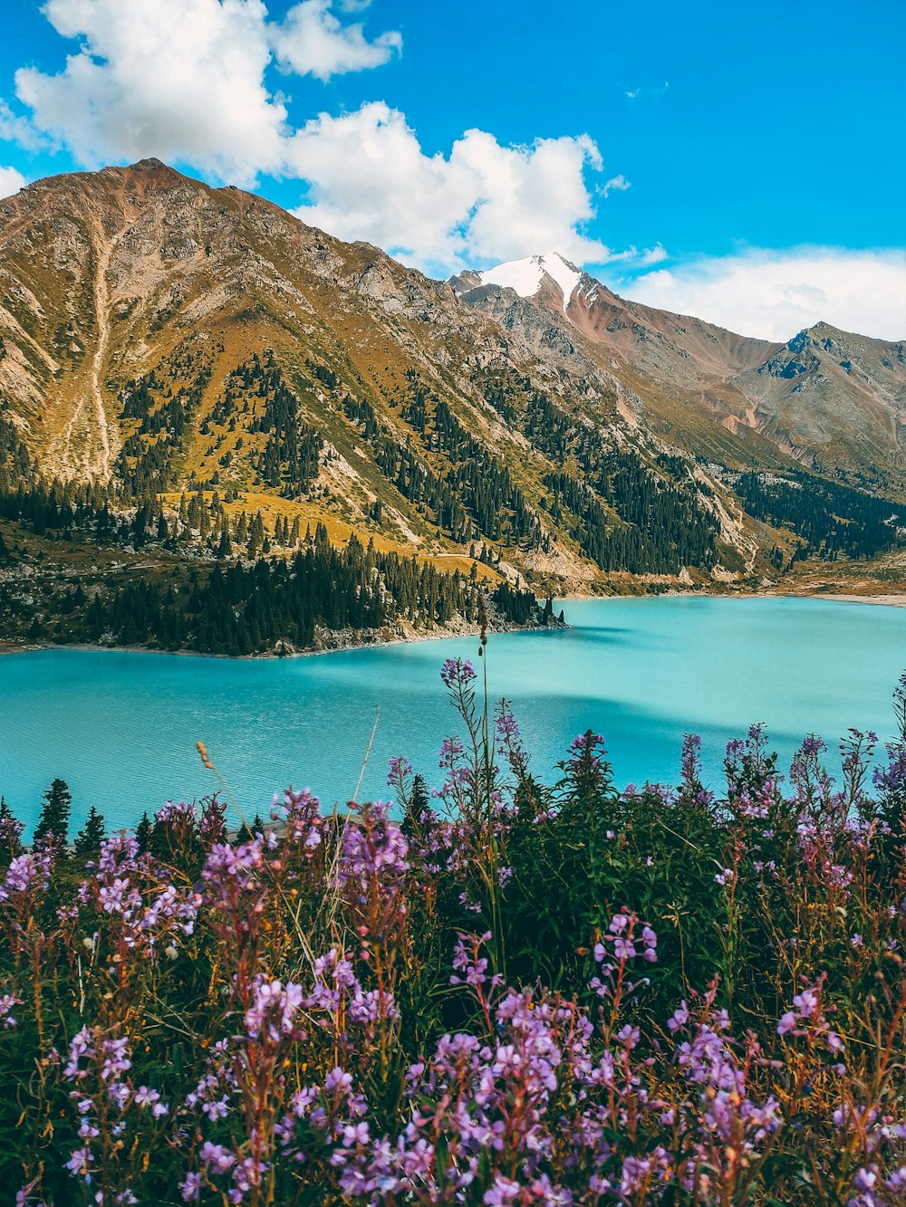 Flores púrpuras cerca del cuerpo de agua y la montaña durante el día