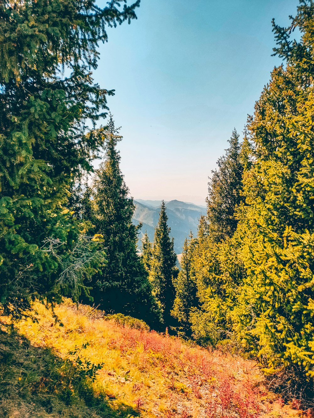 green trees on green grass field during daytime