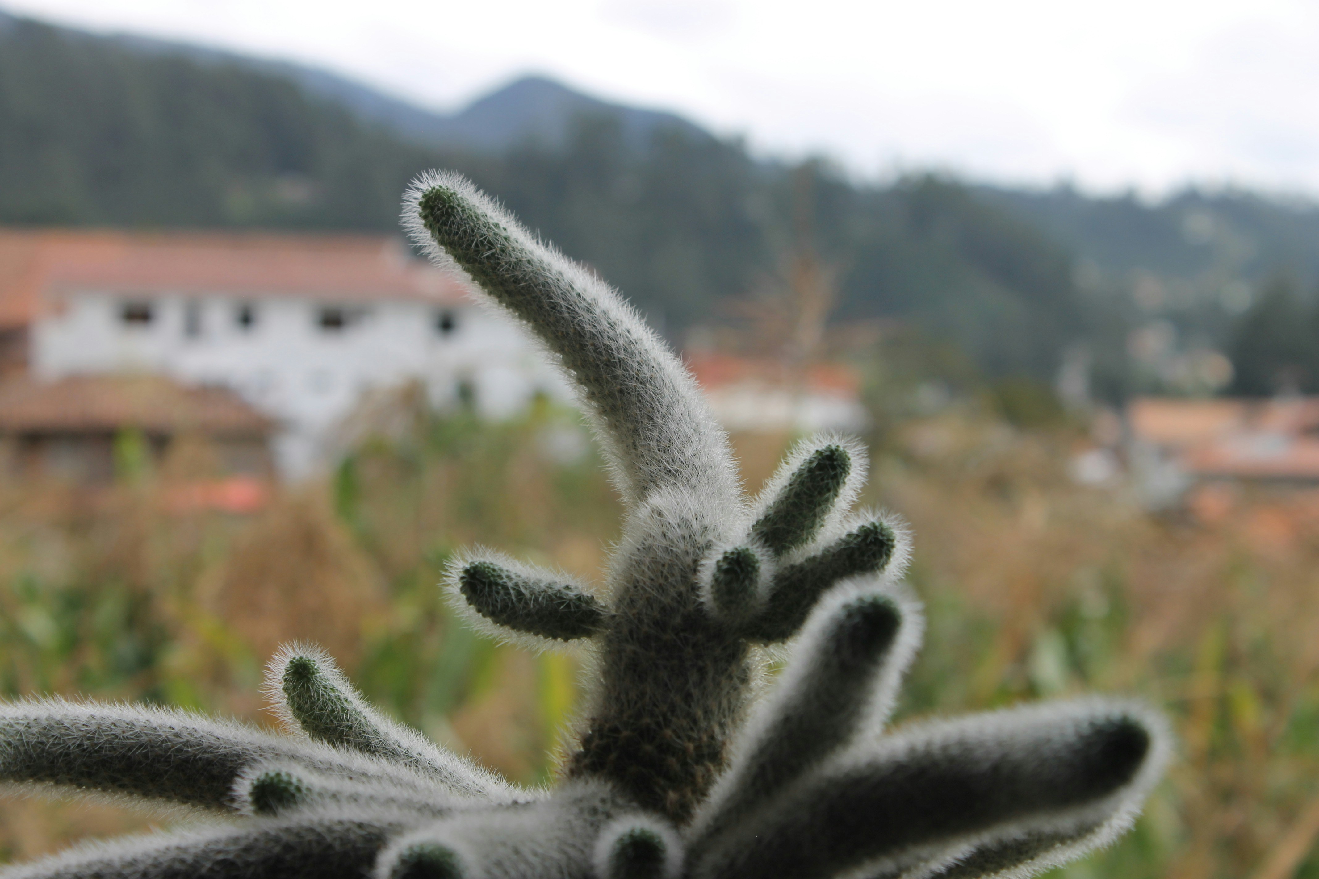 Small round cactus - Notocactus Leninghausii adds vibrancy and playfulness to your home decor