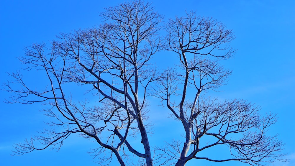 leafless tree under blue sky during daytime