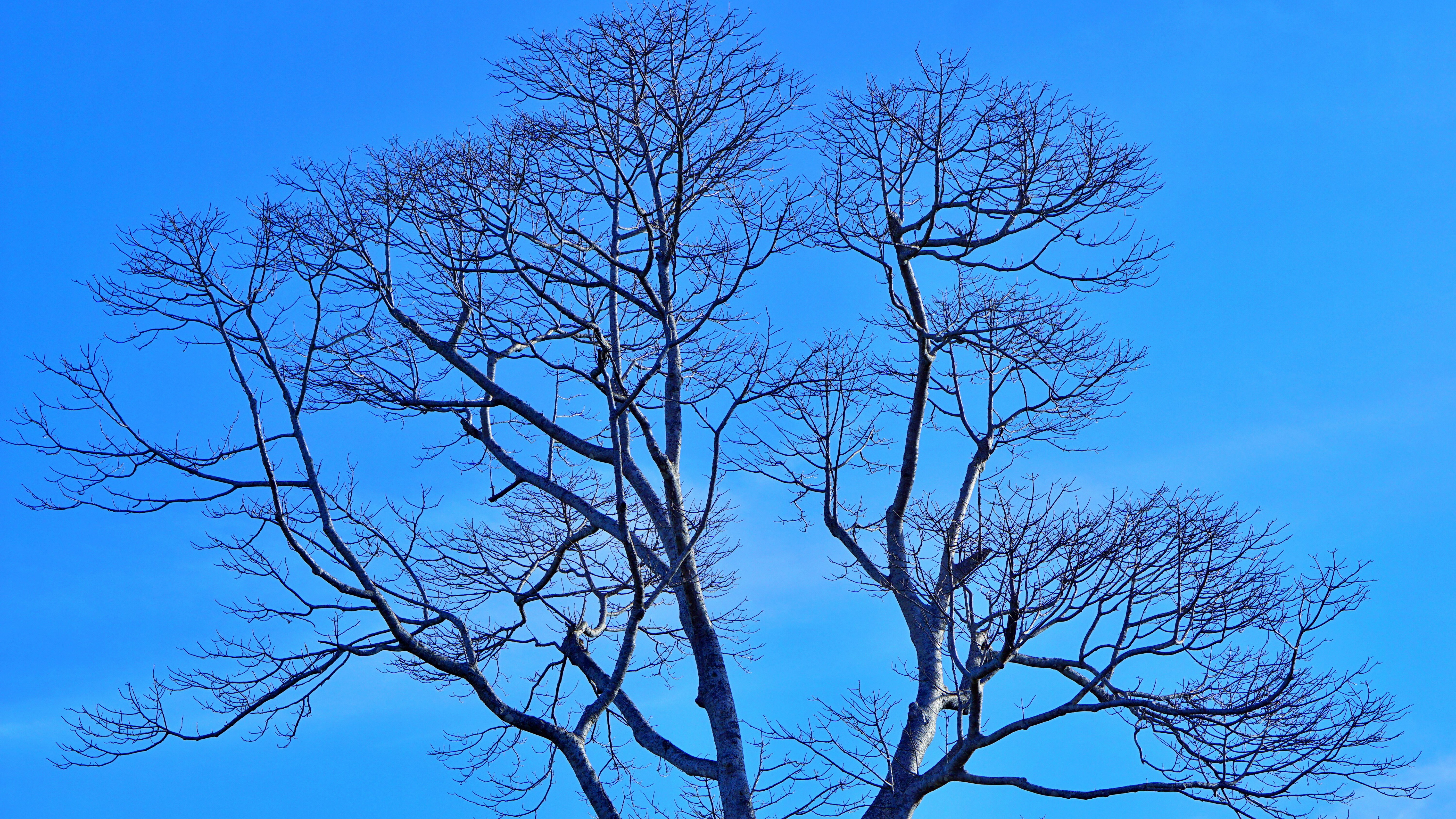 leafless tree under blue sky during daytime