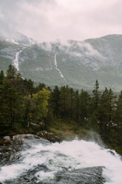 a river running through a lush green forest